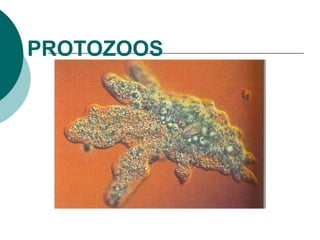 Protozoos2012
