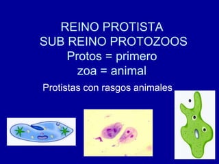 REINO PROTISTA
SUB REINO PROTOZOOS
    Protos = primero
      zoa = animal
Protistas con rasgos animales
 