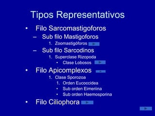 Tipos Representativos
•    Filo Sarcomastigoforos
    – Sub filo Mastigoforos
         1. Zoomastigóforos
    – Sub filo Sarcodinos
         1. Superclase Rizopoda
            • Clase Lobosos
•    Filo Apicomplexos
         1. Clase Sporozoa
            1. Orden Eucoccidea
            • Sub orden Eimeriina
            • Sub orden Haemosporina
•    Filo Ciliophora
 