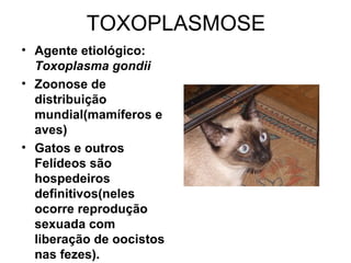 TOXOPLASMOSE Agente etiológico:  Toxoplasma gondii Zoonose de distribuição mundial(mamíferos e aves) Gatos e outros Felídeos são hospedeiros definitivos(neles ocorre reprodução sexuada com liberação de oocistos nas fezes). 