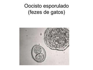 Oocisto esporulado (fezes de gatos) 