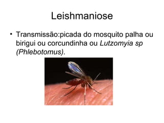 Leishmaniose Transmissão:picada do mosquito palha ou birigui ou corcundinha ou  Lutzomyia sp (Phlebotomus). 