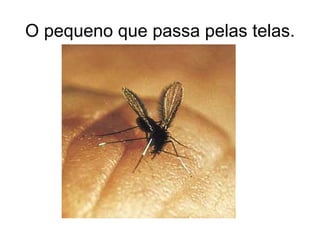 O pequeno que passa pelas telas. 