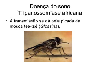 Doença do sono Tripanossomíase africana A transmissão se dá pela picada da mosca tsé-tsé ( Glossina ). 
