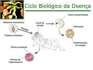 Ciclo Biológico da Doença Barbeiro transmissor Triatoma infestans Local da  picada Fezes contaminadas Fibras cardíacas Ninhos de  tripanossoma Hemácias Tripanossoma  no sangue Picada 