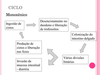 CICLO Monoxênico Ingestão de cistos Desencistamento no duodeno e liberação de trofozoítos Colonização do intestino delgado Várias divisões binárias Invasão da mucosa intestinal - diarréia Produção de cistos e liberação nas fezes 
