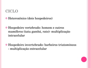 CICLO Heteroxênico (dois hospedeiros) Hospedeiro vertebrado: homem e outros mamíferos (tatu gambá, rato)- multiplicação intracelular Hospedeiro invertebrado: barbeiros triatomíneos - multiplicação extracelular 