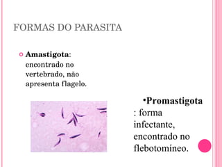 FORMAS DO PARASITA Amastigota : encontrado no vertebrado, não apresenta flagelo. Promastigota : forma infectante, encontrado no flebotomíneo. 