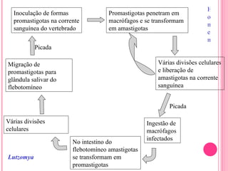 Inoculação de formas promastigotas na corrente sanguínea do vertebrado Promastigotas penetram em macrófagos e se transformam em amastigotas Várias divisões celulares e liberação de amastigotas na corrente sanguínea Migração de promastigotas para glândula salivar do flebotomíneo No intestino do flebotomíneo amastigotas se transformam em promastigotas Várias divisões celulares Ingestão de macrófagos infectados Homem Lutzomya Picada Picada 