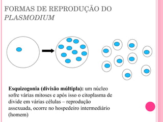 FORMAS DE REPRODUÇÃO DO  PLASMODIUM Esquizogonia (divisão múltipla):  um núcleo sofre várias mitoses e após isso o citoplasma de divide em várias células – reprodução assexuada, ocorre no hospedeiro intermediário (homem) 