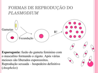 FORMAS DE REPRODUÇÃO DO  PLASMODIUM Fecundação R! Esporogonia:  fusão do gameta feminino com o masculino formando o zigoto. Após várias meioses são liberados esporozoítos. Reprodução sexuada – hospedeiro definitivo ( Anopheles ) Gametas 