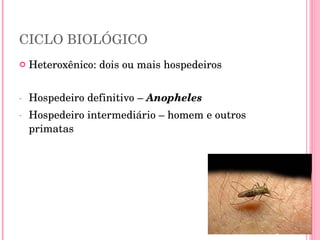 CICLO BIOLÓGICO Heteroxênico: dois ou mais hospedeiros Hospedeiro definitivo –  Anopheles Hospedeiro intermediário – homem e outros primatas 