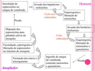 Inoculação de esporozoítos no sangue do vertebrado Invasão dos hepatócitos – trofozoítos  Esquizogonia e liberação de merozoítos Invasão das hemácias – trofozoítos  Esquizogonia, liberação de merozoítos e gametócitos Ingestão de sangue do vertebrado contendo merozoítos e gametócitos Formação dos macro e microgametas Fecundação, esporogonia e liberação de esporozoítos no intestino do mosquito Migração dos esporozoítos para glândula salivar do mosquito Homem Anopheles Picada Picada Ciclo exo-eritrocítico Ciclo eritrocítico 
