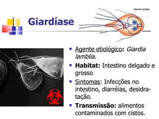 Giardia lamblia




Giardíase

           Agente etiológico: Giardia
            lamblia.
           Habitat: Intestino delgado e
            grosso
           Sintomas: Infecções no
            intestino, diarréias, desidra-
            tação.
           Transmissão: alimentos
            contaminados com cistos.
 