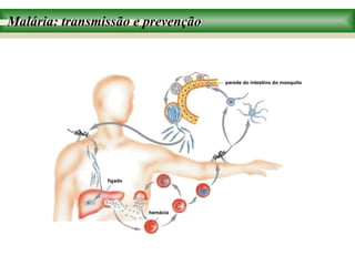 Malária: transmissão e prevenção



                                   parede do intestino do mosquito




                fígado




                         hemácia
 