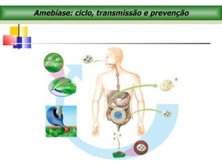 Amebíase: ciclo, transmissão e prevenção
 