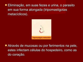  Eliminação, em suas fezes e urina, o parasito
 em sua forma alongada (tripomastigotas
 metacíclicos).




 Através de mucosas ou por ferimentos na pele,
 estes infectam células do hospedeiro, como as
 do coração.
 