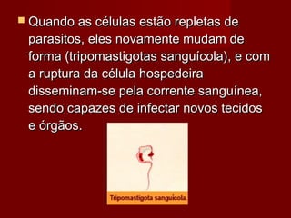  Quando as células estão repletas de
 parasitos, eles novamente mudam de
 forma (tripomastigotas sanguícola), e com
 a ruptura da célula hospedeira
 disseminam-se pela corrente sanguínea,
 sendo capazes de infectar novos tecidos
 e órgãos.
 