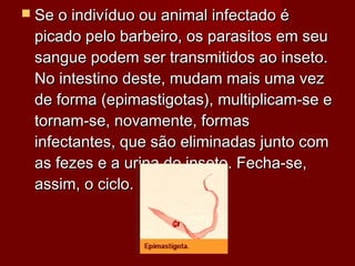  Se o indivíduo ou animal infectado é
 picado pelo barbeiro, os parasitos em seu
 sangue podem ser transmitidos ao inseto.
 No intestino deste, mudam mais uma vez
 de forma (epimastigotas), multiplicam-se e
 tornam-se, novamente, formas
 infectantes, que são eliminadas junto com
 as fezes e a urina do inseto. Fecha-se,
 assim, o ciclo.
 
