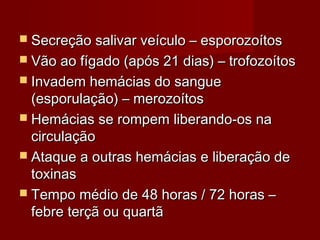  Secreção salivar veículo – esporozoítos
 Vão ao fígado (após 21 dias) – trofozoítos
 Invadem hemácias do sangue
  (esporulação) – merozoítos
 Hemácias se rompem liberando-os na
  circulação
 Ataque a outras hemácias e liberação de
  toxinas
 Tempo médio de 48 horas / 72 horas –
  febre terçã ou quartã
 