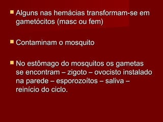  Alguns nas hemácias transformam-se em
 gametócitos (masc ou fem)

 Contaminam o mosquito


 No estômago do mosquitos os gametas
 se encontram – zigoto – ovocisto instalado
 na parede – esporozoítos – saliva –
 reinício do ciclo.
 