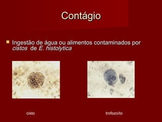 Contágio

   Ingestão de água ou alimentos contaminados por
    cistos de E. histolytica




         cisto                       trofozoíto
 