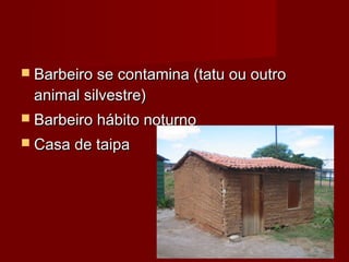  Barbeiro se contamina (tatu ou outro
 animal silvestre)
 Barbeiro hábito noturno
 Casa de taipa
 