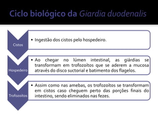 • Ingestão dos cistos pelo hospedeiro.
  Cistos


           • Ao chegar no lúmen intestinal, as giárdias se
             transformam em trofozoítos que se aderem a mucosa
Hospedeiro   através do disco suctorial e batimento dos flagelos.


            • Assim como nas amebas, os trofozoítos se transformam
              em cistos caso cheguem perto das porções finais do
Trofozoítos   intestino, sendo eliminados nas fezes.
 