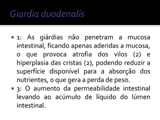    1: As giárdias não penetram a mucosa
    intestinal, ficando apenas aderidas a mucosa,
    o que provoca atrofia dos vilos (2) e
    hiperplasia das cristas (2), podendo reduzir a
    superfície disponível para a absorção dos
    nutrientes, o que gera a perda de peso.
   3: O aumento da permeabilidade intestinal
    levando ao acúmulo de líquido do lúmen
    intestinal.
 