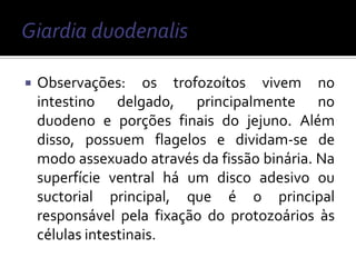    Observações: os trofozoítos vivem no
    intestino delgado, principalmente no
    duodeno e porções finais do jejuno. Além
    disso, possuem flagelos e dividam-se de
    modo assexuado através da fissão binária. Na
    superfície ventral há um disco adesivo ou
    suctorial principal, que é o principal
    responsável pela fixação do protozoários às
    células intestinais.
 