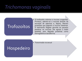 • O trofozoíto coloniza a mucosa urogenital.
                Primeiro, aderem-se a mucosa através da
                secreção de adesinas e, depois, liberam

Trofozoítos     proteases que digerem a mucina intestinal.
                O batimento flagelar permite ao parasito
                penetrar na mucosa. Ele agrava a lesão
                epitelial, pois degrada proteínas como
                hemoglobina e lactoferrina




              • Transmissão via sexual


Hospedeiro
 