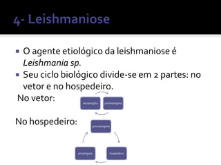  O agente etiológico da leishmaniose é
  Leishmania sp.
 Seu ciclo biológico divide-se em 2 partes: no
  vetor e no hospedeiro.
No vetor:           Amastigota    promastigota




No hospedeiro:            promastigota




                 amastigota              hospedeiro
 