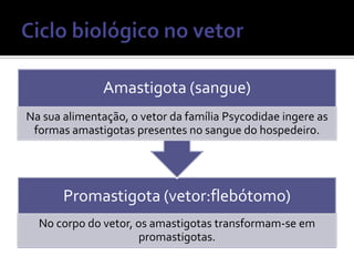 Amastigota (sangue)
Na sua alimentação, o vetor da família Psycodidae ingere as
 formas amastigotas presentes no sangue do hospedeiro.




       Promastigota (vetor:flebótomo)
  No corpo do vetor, os amastigotas transformam-se em
                     promastigotas.
 