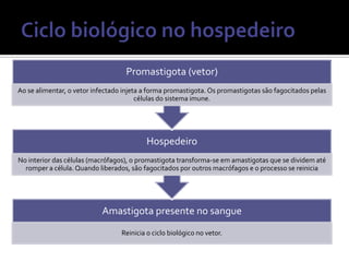 Promastigota (vetor)
Ao se alimentar, o vetor infectado injeta a forma promastigota. Os promastigotas são fagocitados pelas
                                        células do sistema imune.




                                          Hospedeiro
No interior das células (macrófagos), o promastigota transforma-se em amastigotas que se dividem até
  romper a célula. Quando liberados, são fagocitados por outros macrófagos e o processo se reinicia




                           Amastigota presente no sangue
                                  Reinicia o ciclo biológico no vetor.
 