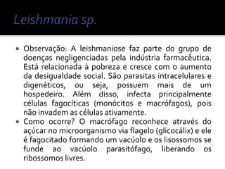  Observação: A leishmaniose faz parte do grupo de
  doenças negligenciadas pela indústria farmacêutica.
  Está relacionada à pobreza e cresce com o aumento
  da desigualdade social. São parasitas intracelulares e
  digenéticos, ou seja, possuem mais de um
  hospedeiro. Além disso, infecta principalmente
  células fagocíticas (monócitos e macrófagos), pois
  não invadem as células ativamente.
 Como ocorre? O macrófago reconhece através do
  açúcar no microorganismo via flagelo (glicocálix) e ele
  é fagocitado formando um vacúolo e os lisossomos se
  funde ao vacúolo parasitófago, liberando os
  ribossomos livres.
 