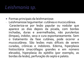    Formas principais da leishmaniose:
-   Leishmaniose tegumentar: cutânea e mucocutânea.
     Caracteriza-se por lesão papular ou nodular que
    aparece 20 dias depois da picada, com bordas
    inchadas, duras e avermelhadas, não purulentas
    (limpas), indolor, seca e cura espontaneamente. Sem
    o tratamento da fase cutânea, pode ocorrer a
    mucocutânea. São lesões mais difíceis de serem
    curadas, crônicas e indolores. Edema, hiperplasia
    histiocitária (macrófagos grandes e em número
    elevado), hiperplasia do epitélio (por exemplo, as
    bordas da lesão), perfuração do septo e palato.
 