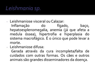 -   Leishmaniose visceral ou Calazar:
     Inflamação       do        fígado,       baço,
    hepatoesplenomegalia, anemia (já que afeta a
    medula óssea), hipertrofia e hiperplasia do
    sistema macrofágico. É o único que pode levar a
    morte.
-   Leishmaniose difusa:
     Gerada através da cura incompleta/falta de
    cuidados com outras formas. Os cães e outros
    animais são grandes disseminadores da doença.
 