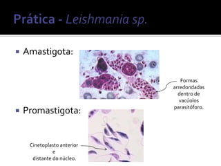    Amastigota:

                                 Formas
                             arredondadas
                               dentro de
                                vacúolos
                             parasitóforo.
   Promastigota:


     Cinetoplasto anterior
               e
      distante do núcleo.
 