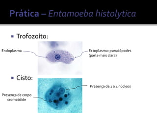    Trofozoíto:
Endoplasma             Ectoplasma: pseudópodes
                       (parte mais clara)




        Cisto:
                       Presença de 1 a 4 núcleos

Presença de corpo
   cromatóide
 
