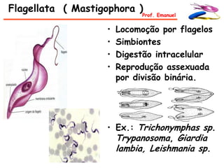 Flagellata ( Mastigophora )
                             Prof. Emanuel


                   •   Locomoção por flagelos
                   •   Simbiontes
                   •   Digestão intracelular
                   •   Reprodução assexuada
                       por divisão binária.




                   • Ex.: Trichonymphas sp.
                     Trypanosoma, Giardia
                       lambia, Leishmania sp.
 