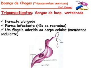 Doença de Chagas   (Tripanossomíase americana)
                                      Prof. Emanuel

Tripomastigotas: Sangue do hosp. vertebrado

 Formato alongado
 Forma infectante (não se reproduz)
 Um flagelo aderido ao corpo celular (membrana
ondulante)
 