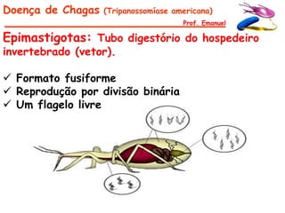 Doença de Chagas   (Tripanossomíase americana)
                                      Prof. Emanuel

Epimastigotas: Tubo digestório do hospedeiro
invertebrado (vetor).

 Formato fusiforme
 Reprodução por divisão binária
 Um flagelo livre
 