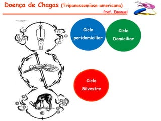 Doença de Chagas   (Tripanossomíase americana)
                                         Prof. Emanuel




                            Ciclo                Ciclo
                        peridomiciliar        Domiciliar




                              Ciclo
                            Silvestre
 