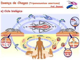 Doença de Chagas     (Tripanossomíase americana)
                                        Prof. Emanuel

e) Ciclo biológico
 