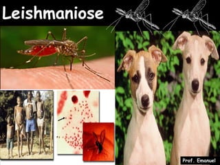 Leishmaniose




               Prof. Emanuel
 