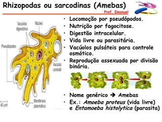 Rhizopodas ou sarcodinas (Amebas)
                               Prof. Emanuel

                • Locomoção por pseudópodos.
                • Nutrição por fagocitose.
                • Digestão intracelular.
                • Vida livre ou parasitária.
                • Vacúolos pulsáteis para controle
                  osmótico.
                • Reprodução assexuada por divisão
                  binária.




                • Nome genérico  Amebas
                • Ex.: Amoeba proteus (vida livre)
                  e Entamoeba histolytica (parasita)
 