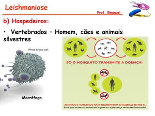 Leishmaniose
                             Prof. Emanuel

b) Hospedeiros:
• Vertebrados – Homem, cães e animais
silvestres




      Macrófago
 