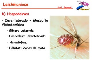 Leishmaniose
                              Prof. Emanuel


b) Hospedeiros:
• Invertebrado - Mosquito
flebotomídeo
  • Gênero Lutzomia
  • Hospedeiro invertebrado

  • Hematófago
  • Hábitat: Zonas de mata
 