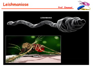 Leishmaniose
               Prof. Emanuel
 