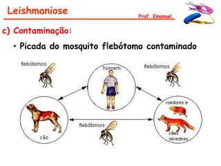 Leishmaniose                 Prof. Emanuel


c) Contaminação:
  • Picada do mosquito flebótomo contaminado
 